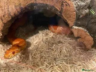 Corn Snake reptiles Female corn snake 4 years old with full set up - Advert 18