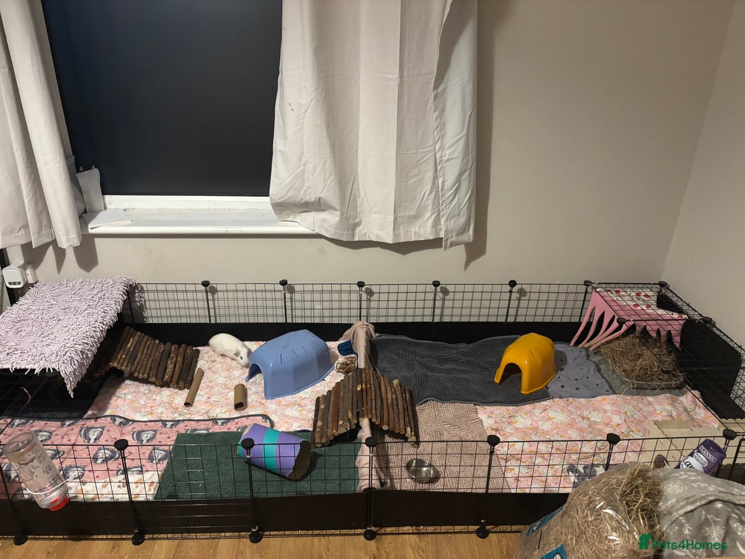 Guinea Pig rodents for sale: Four Guinea Pigs with Set Up and Accessories - Image 20