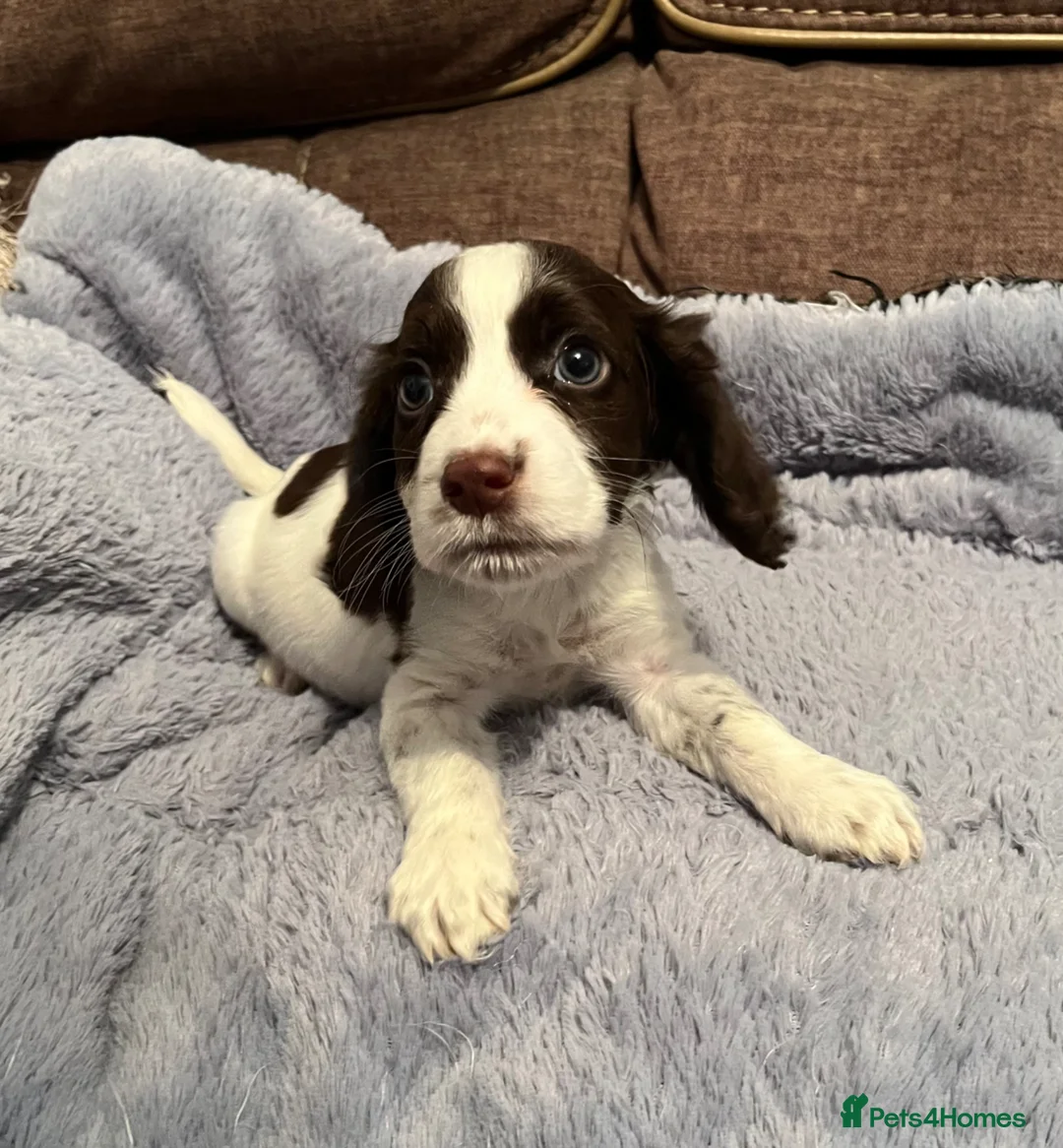 Cocker Spaniel dogs for sale: 🐶❤️Gorgeous Cocker Spaniels Puppies  in Bedford - Advert 17