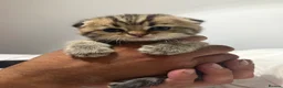 Scottish Fold cats for sale: Scottish Fold x Pedigree British Shorthair Kittens in Tipton - Advert 3