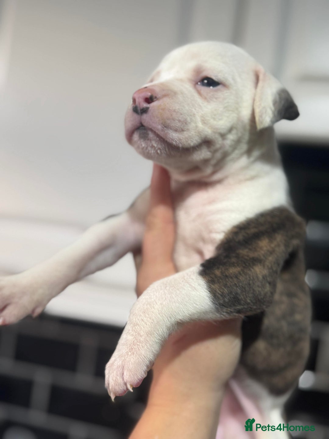 American Bull Staffy dogs for sale: American bulldog X staffy pups  - Advert 5