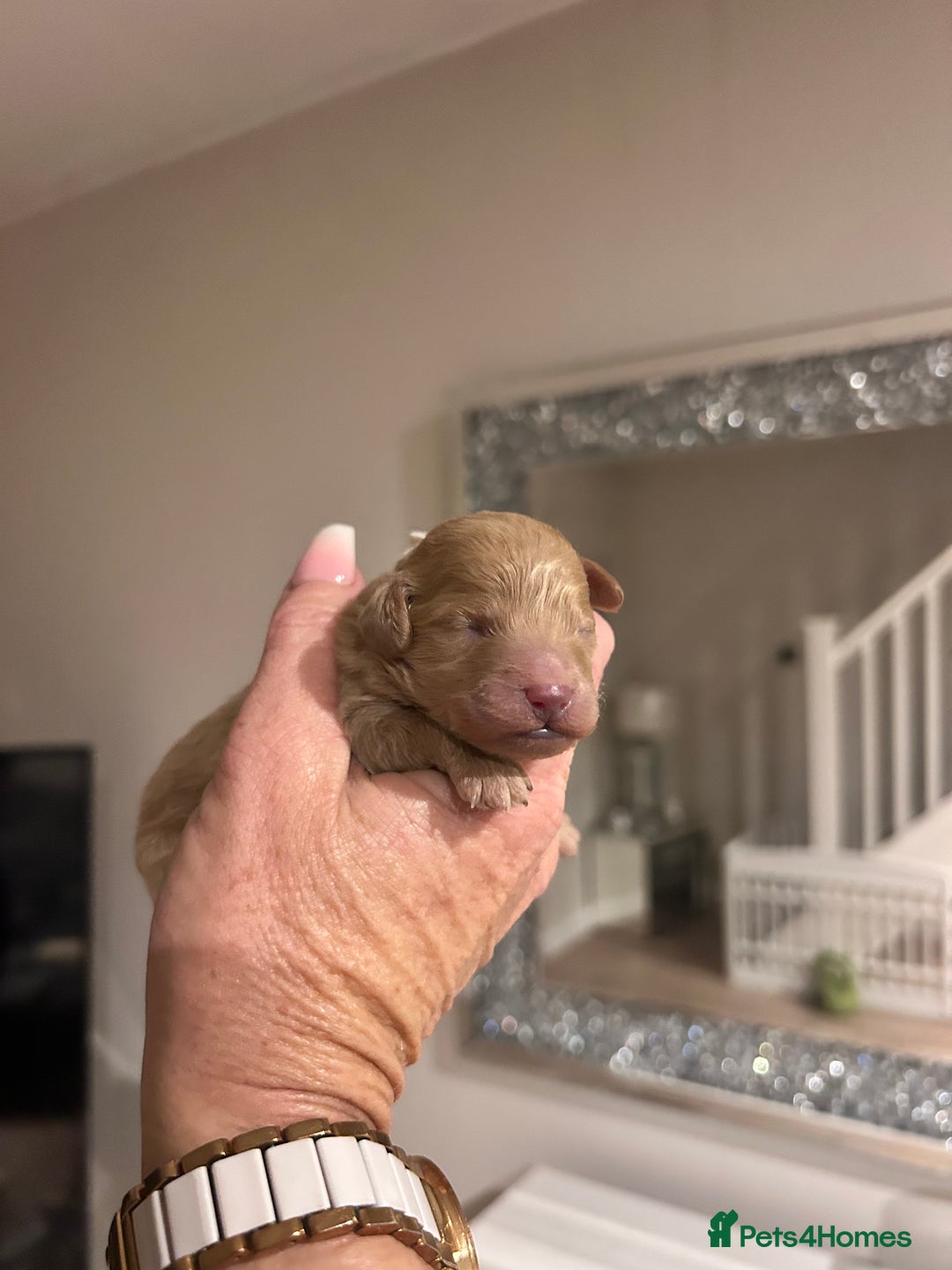 Maltipoo dogs for sale: Red teeny tiny maltipoo puppy - Advert 8