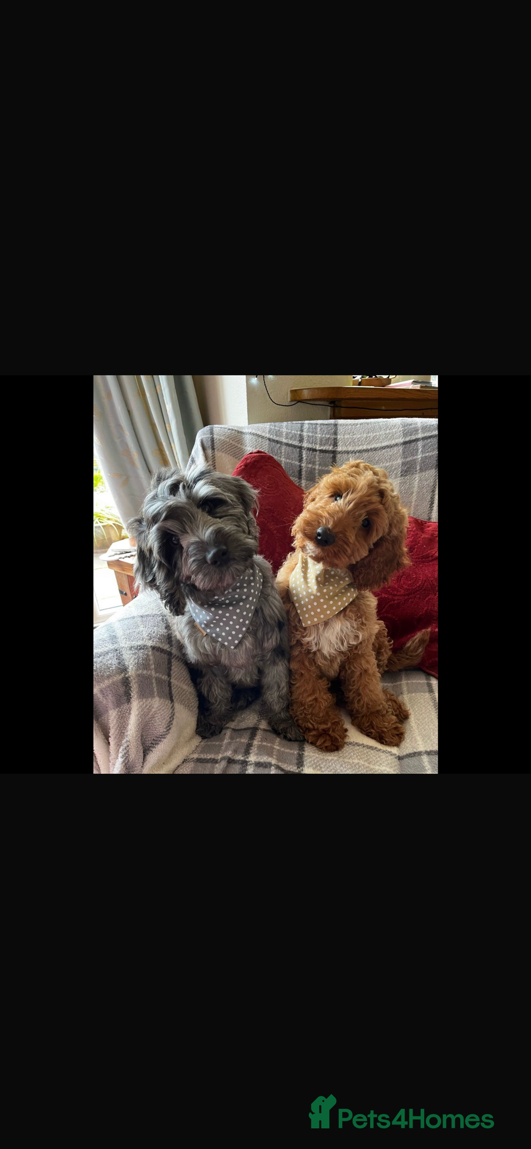 Cockapoo dogs for sale: WAITING LIST NOW OPEN FOR COCKERPOOS - Advert 8