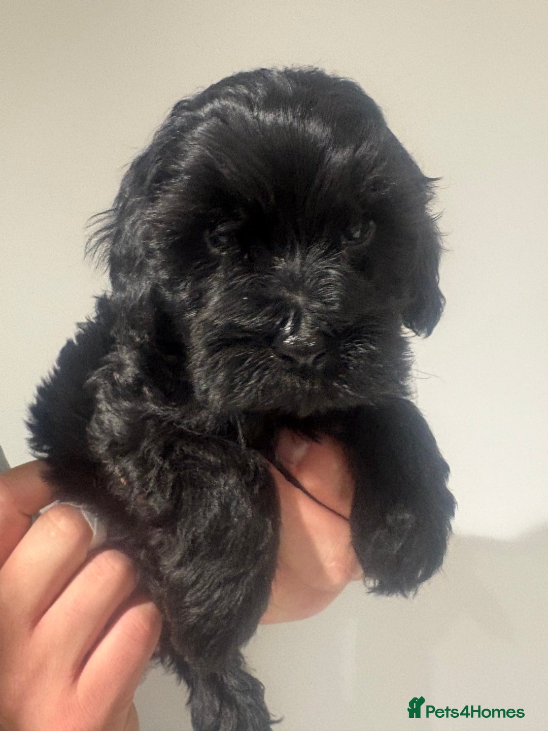 Cockapoo dogs for sale: Black cockapoo puppies  - Image 3