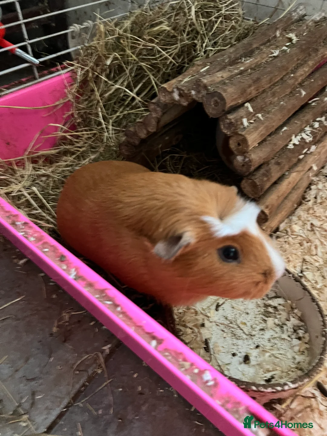 Guinea Pig rodents for sale: Guinea pigs with set up  - Advert 5