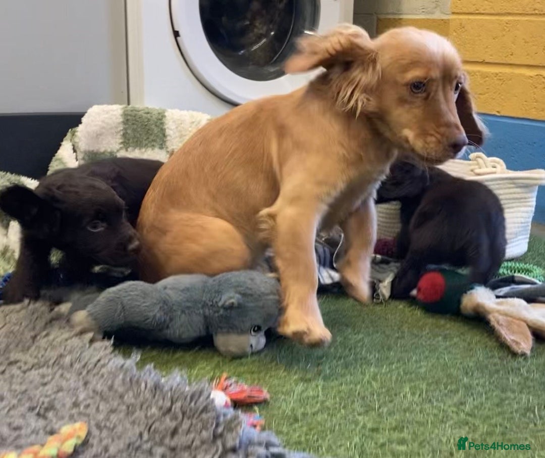 Cocker Spaniel dogs for sale: Cocker Spaniel female - Advert 1