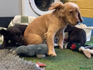 Cocker Spaniel dogs Cocker Spaniel female - Advert 14