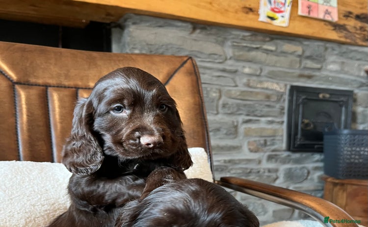 Sprocker dogs - Advert 1