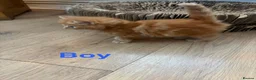 Mixed Breed cats for sale: Mixed Breed kittens  - Advert 14