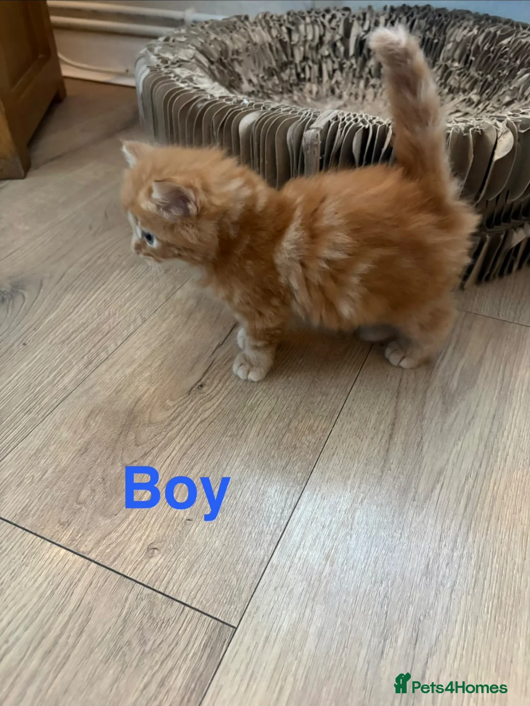 Mixed Breed cats for sale: Mixed Breed kittens  - Advert 14