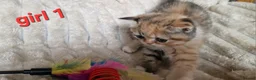 Exotic cats for sale: 4 beautiful exotic x kittens  - Advert 5