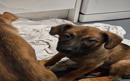 Belgian Shepherd Dog dogs for sale: Belgian malinois puppies  - Image 5