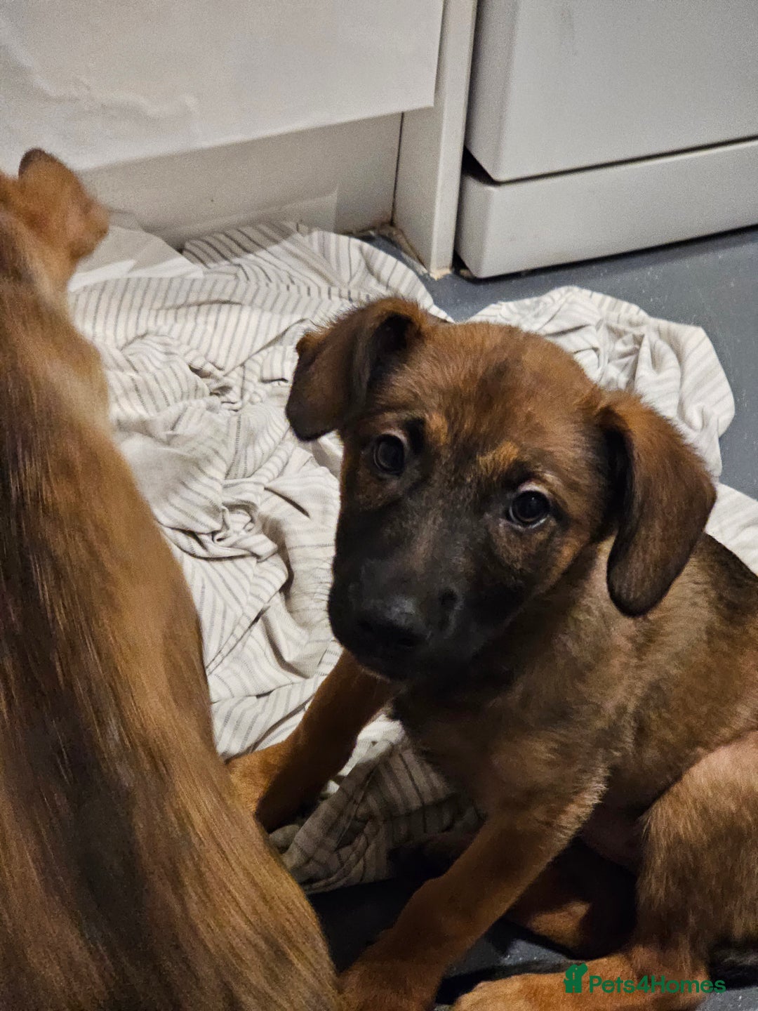 Belgian Shepherd Dog dogs for sale: Belgian malinois puppies  - Image 5