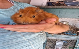Guinea Pig rodents for sale: Young long haired boar  - Image 3