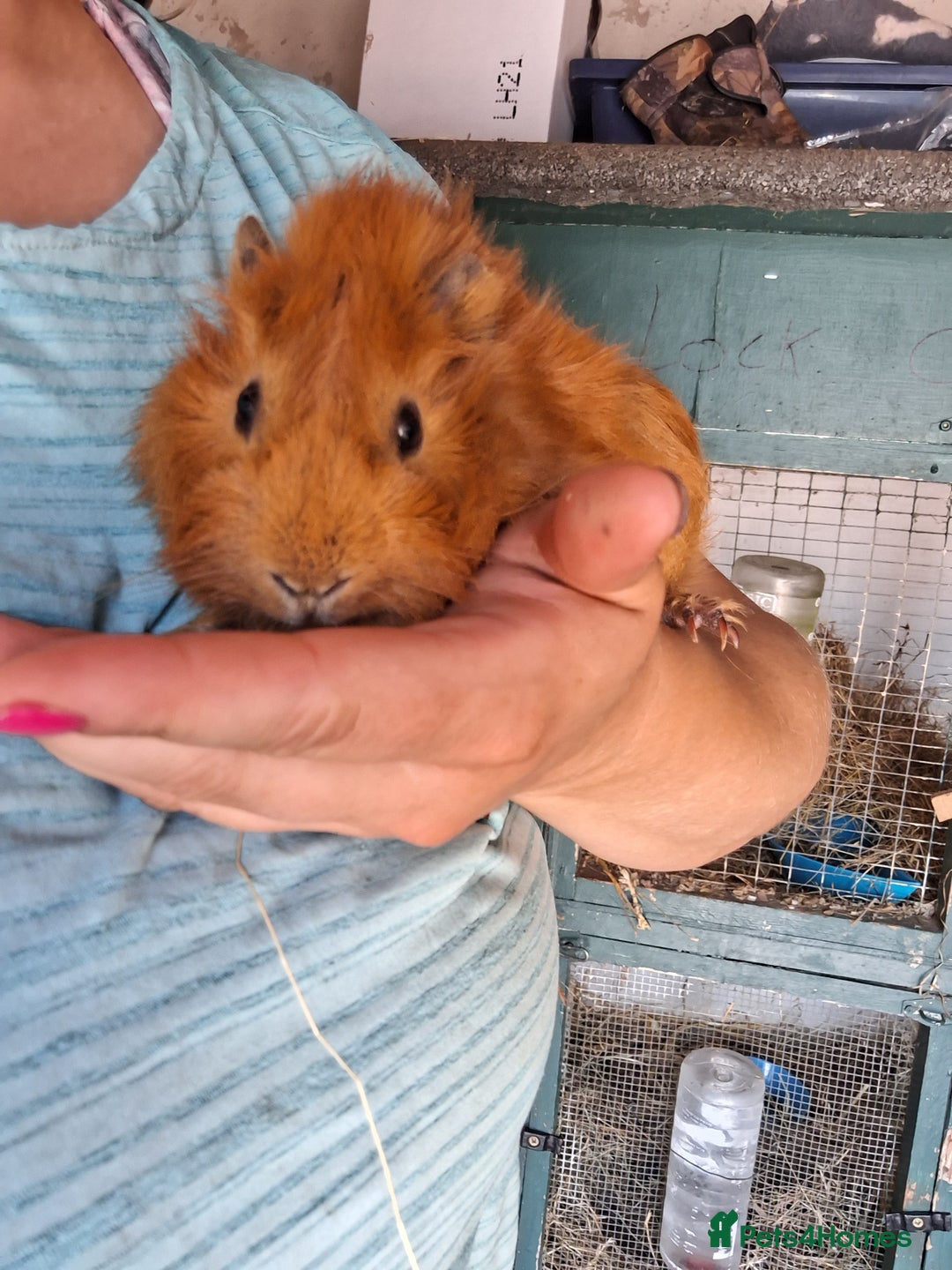Guinea Pig rodents for sale: Young long haired boar  - Image 3
