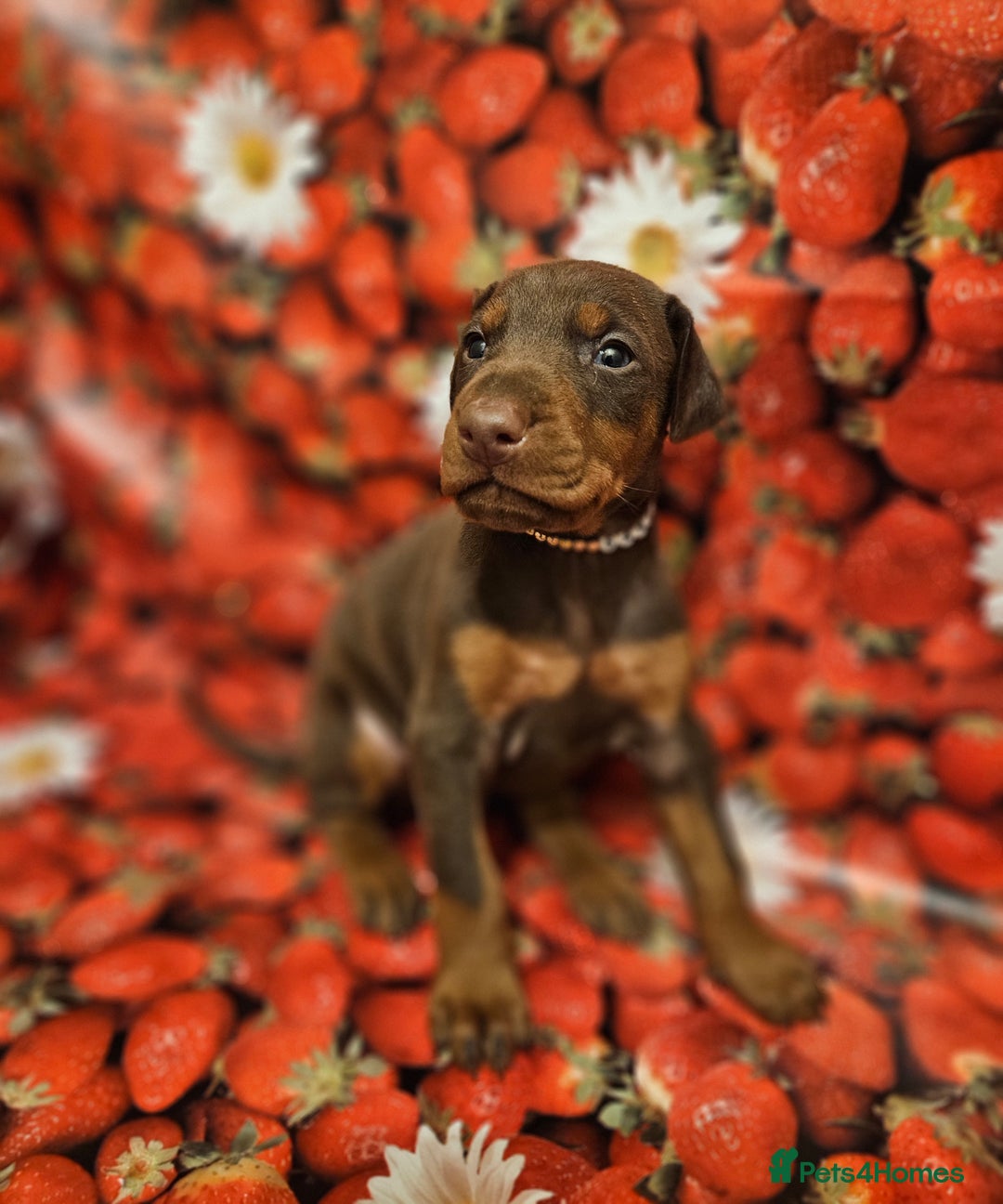 Dobermann dogs for sale: Elite Class World Champion Pedigree Pups KC'D - Image 4