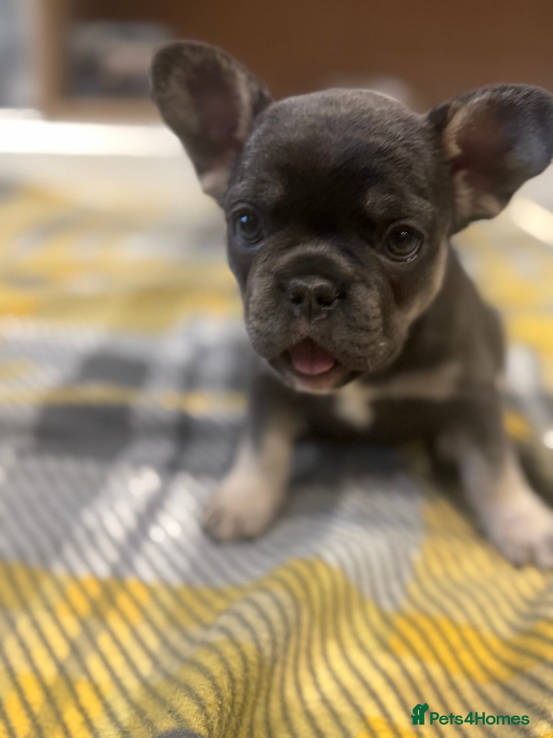 French Bulldog dogs for sale: French Bulldog Puppies - Advert 19