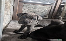 Cane Corso dogs for sale: Cane corso puppies.. - Image 27