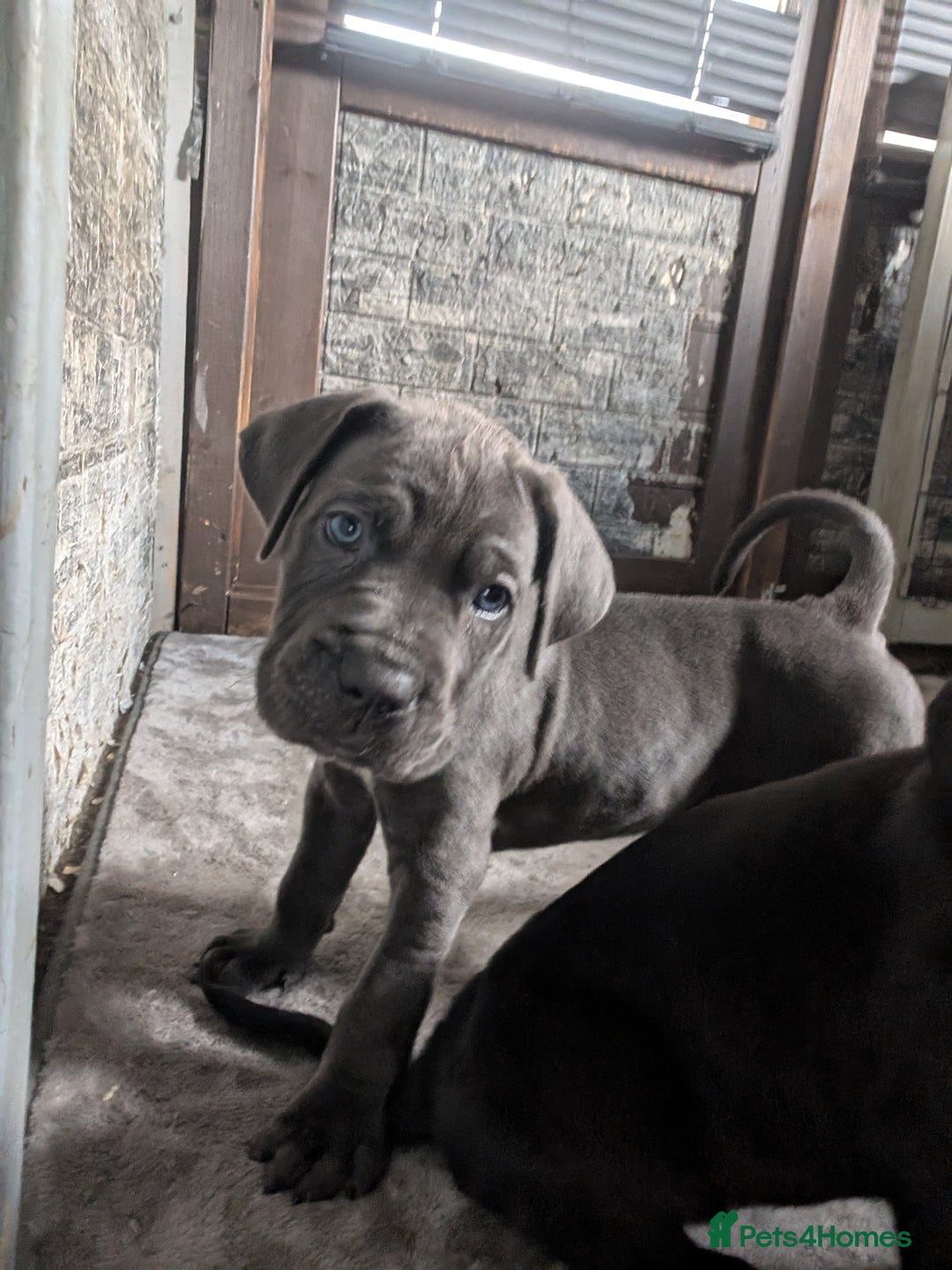 Cane Corso dogs for sale: Cane corso puppies.. - Image 27