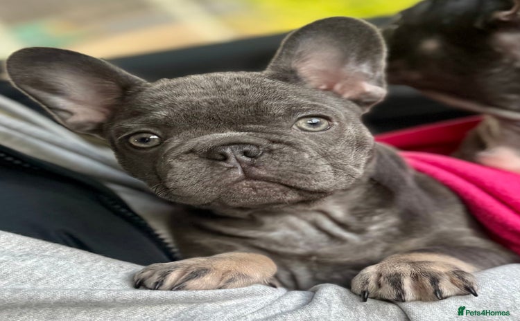 French Bulldog dogs - Advert 16