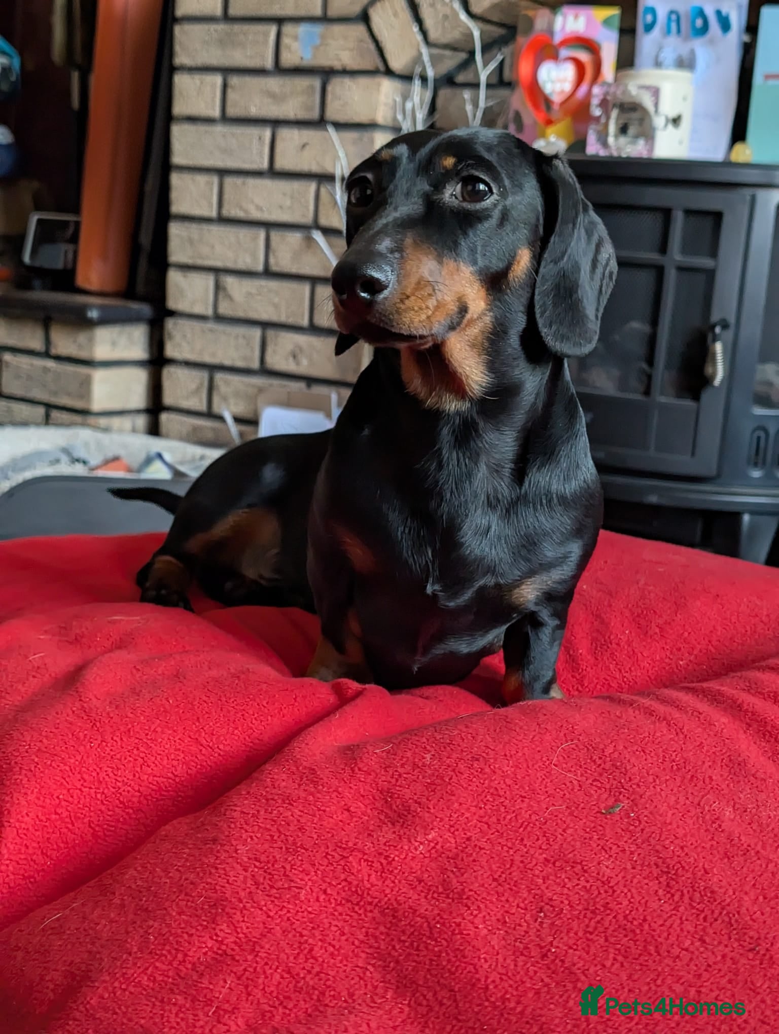 Dachshund dogs Black and Tan miniature smooth boy  - Advert 1