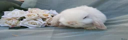 Mini Lop rabbits for sale: Friendly baby mini lops  - Advert 12