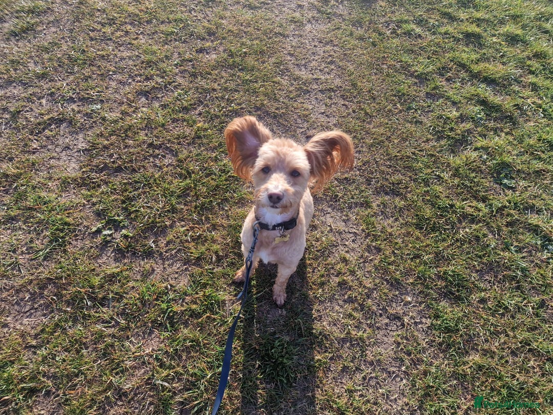 Jackapoo dogs for sale: Almost 3 year old Jackapoo family dog - Image 3