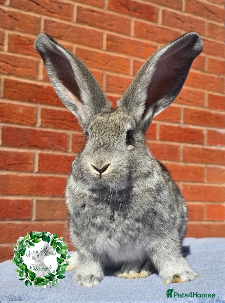 Continental Giant rabbits Purebred Continental Giant Buck - Advert 21