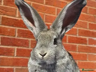 Continental Giant rabbits Purebred Continental Giant Buck - Advert 21