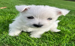 West Highland Terrier dogs for sale: GORGEOUS West Highland puppies - Image 16