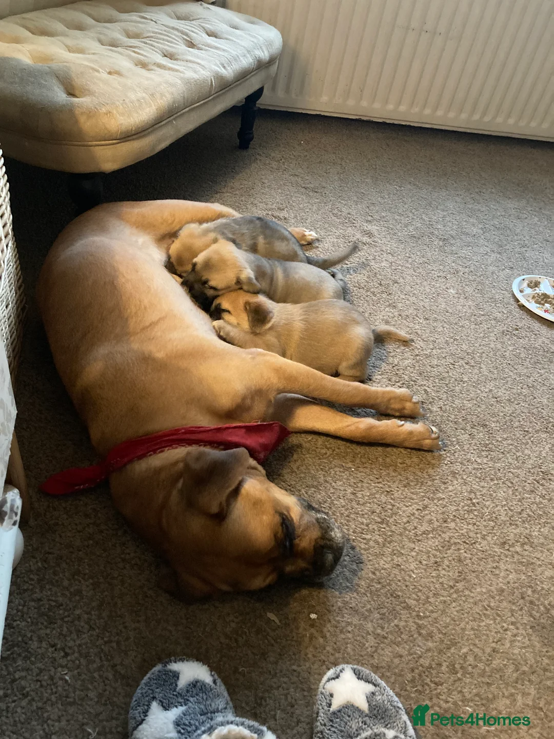 Mixed Breed dogs for sale: Mixed Breed puppies  in Hawick - Advert 2