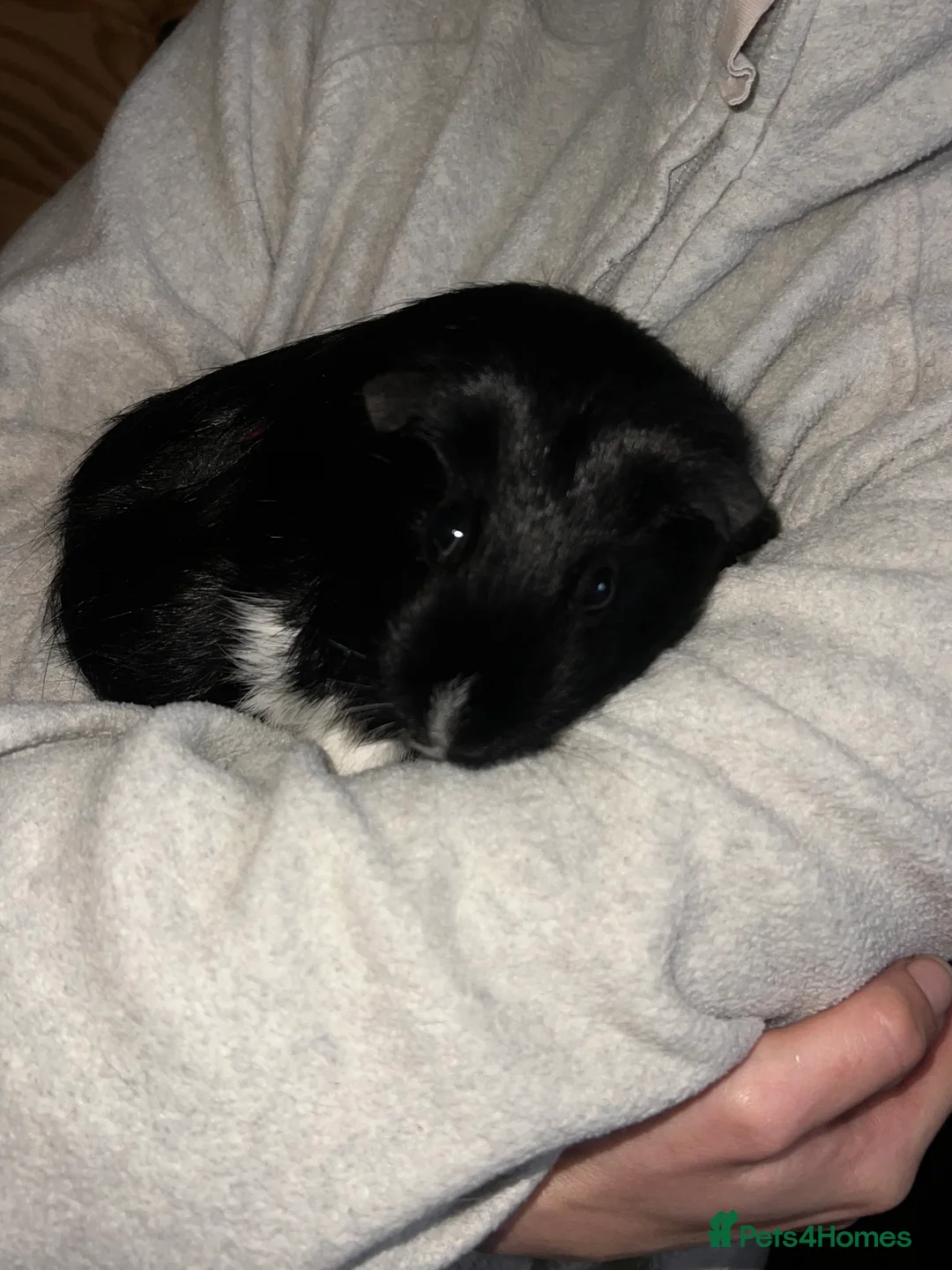 Guinea Pig rodents for sale: Female guinea pig - Advert 4