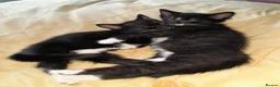 British Shorthair cats for sale: 2 Lovely black and white fluffy kittens - Advert 12