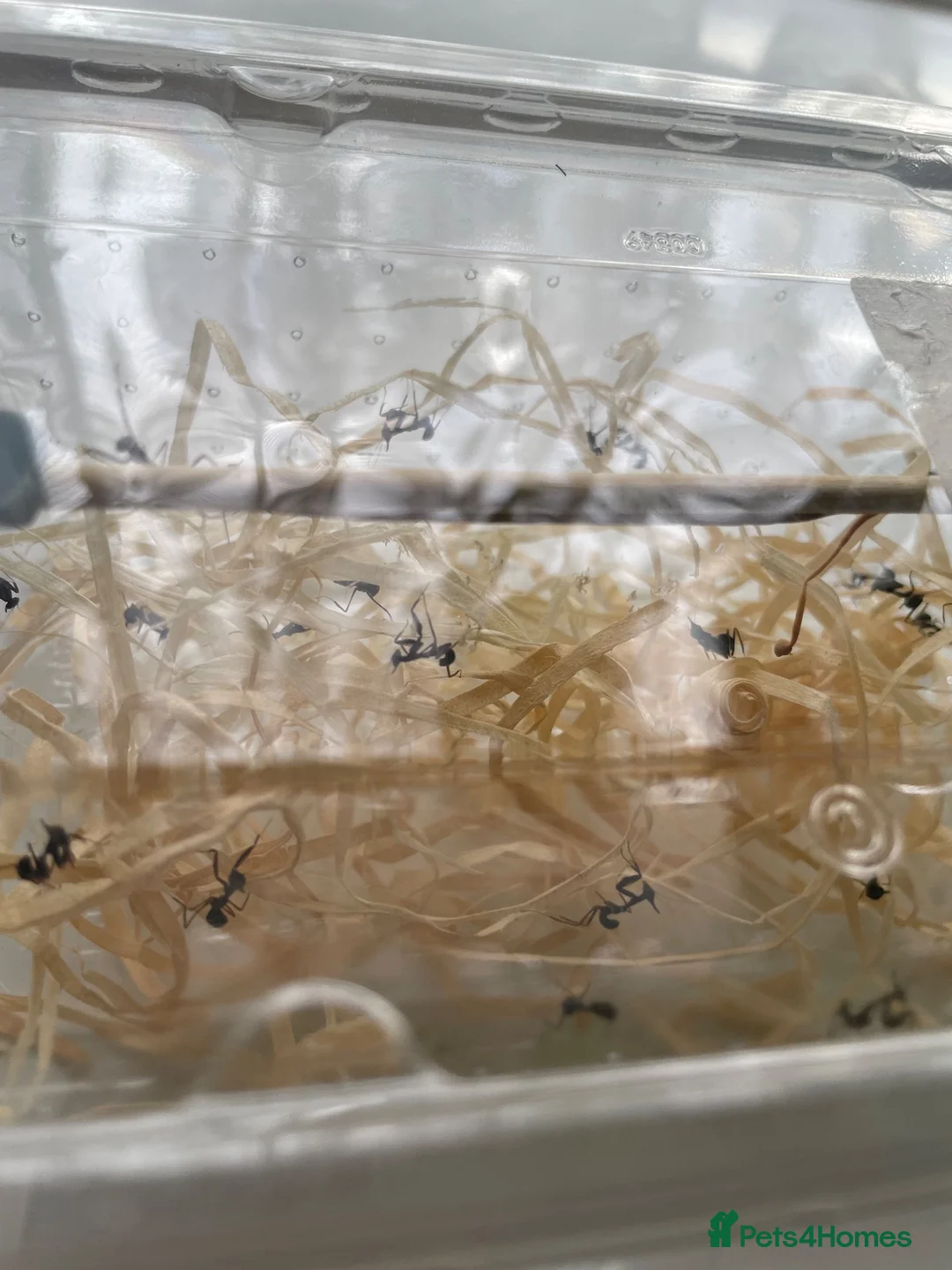 Praying Mantis invertebrates for sale: Ghost mantis ootheca  - Advert 2