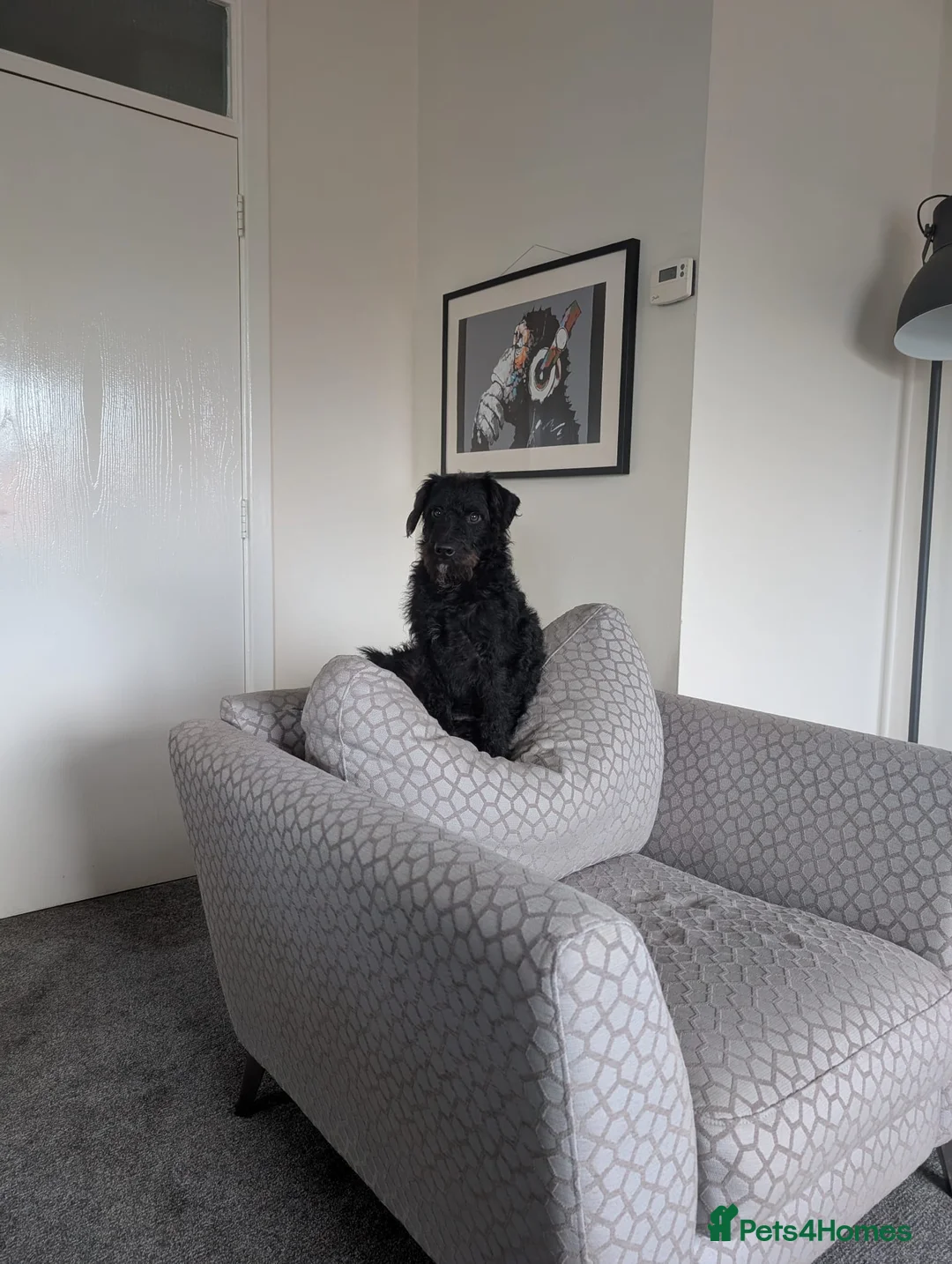 Mixed Breed dogs for sale:  Free to loving new home 16mth old male Patterpoo - Advert 9