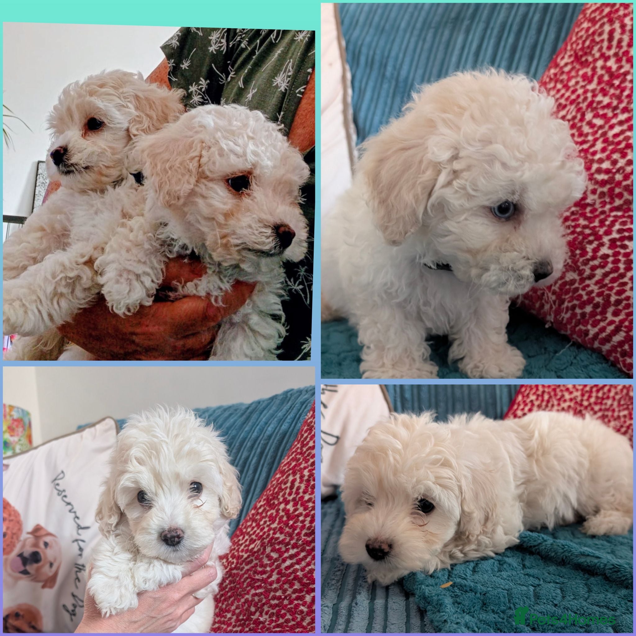 Maltipoo dogs *ready to leave*Genetically health tested maltipoo - Advert 5