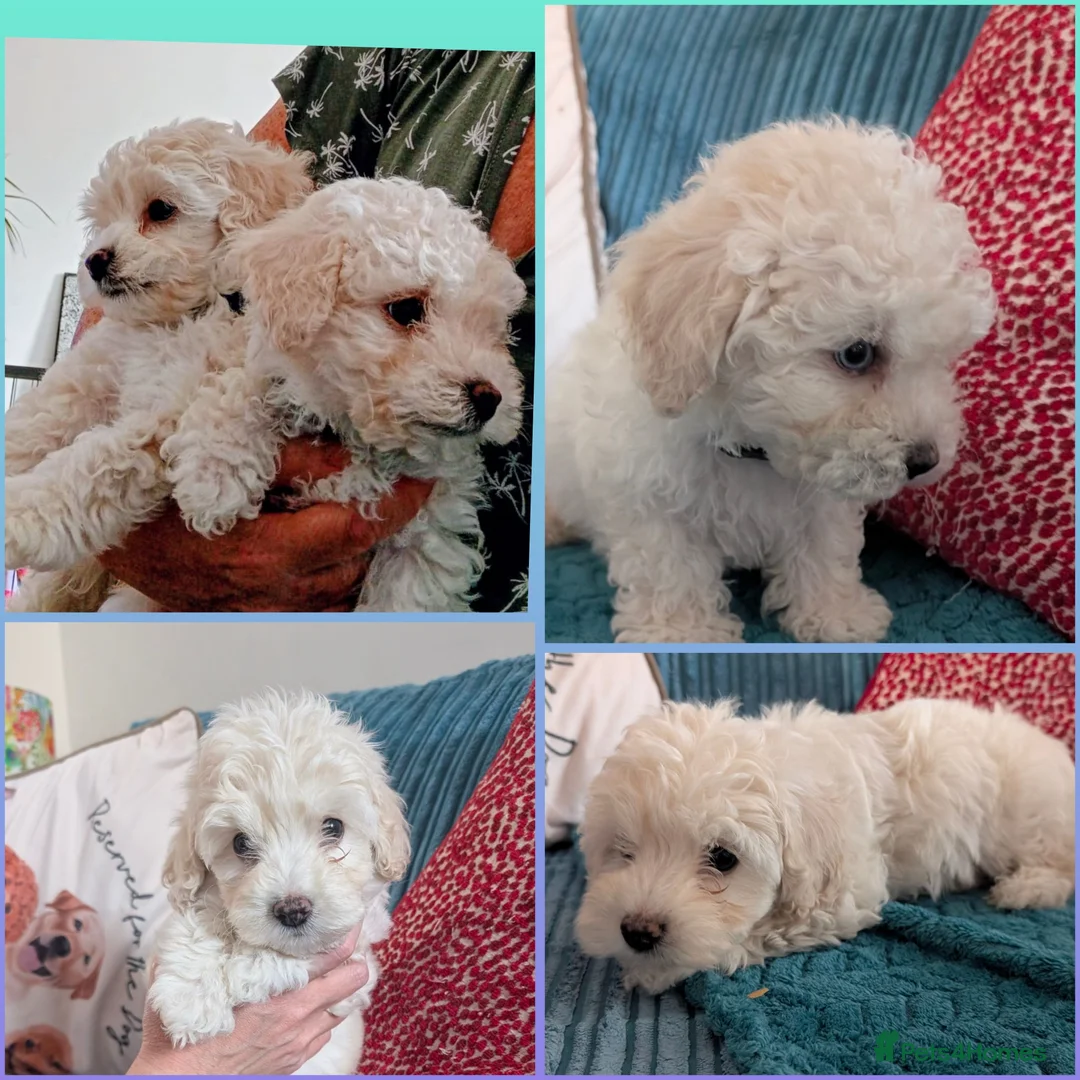 Maltipoo dogs for sale: *ready to leave*Genetically health tested maltipoo - Advert 1