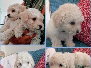 Maltipoo dogs *ready to leave*Genetically health tested maltipoo - Advert 5