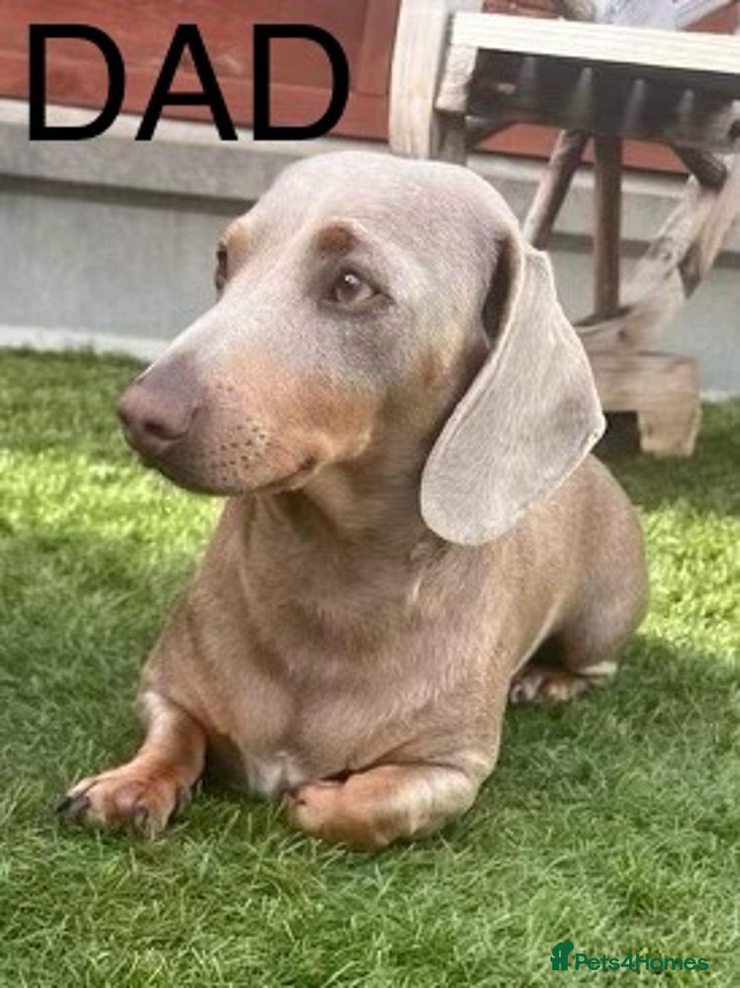 Miniature Dachshund dogs for sale: 5 Beautiful Miniature Dachshund’s  - Advert 8