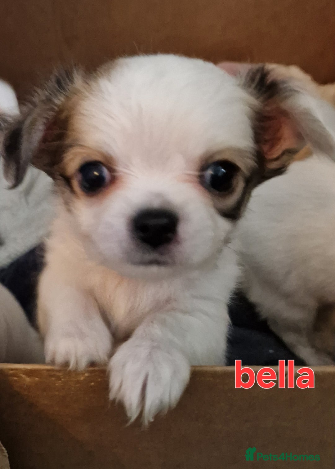 Chihuahua dogs for sale: Chihuahuas puppy's   - Image 6