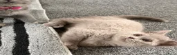 British Shorthair cats for sale: LAST TWO BRITISH SHORTHAIRS LEFT  - Advert 6