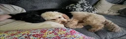 Cockapoo dogs for sale: Ruby and Rosie  in Cardiff - Advert 9