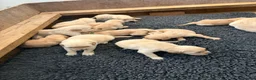 Golden Retriever dogs for sale: Golden Retriever Puppies  - Advert 16