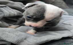 Staffordshire Bull Terrier dogs for sale: Staffordshire Bull Terrier  - Advert 4