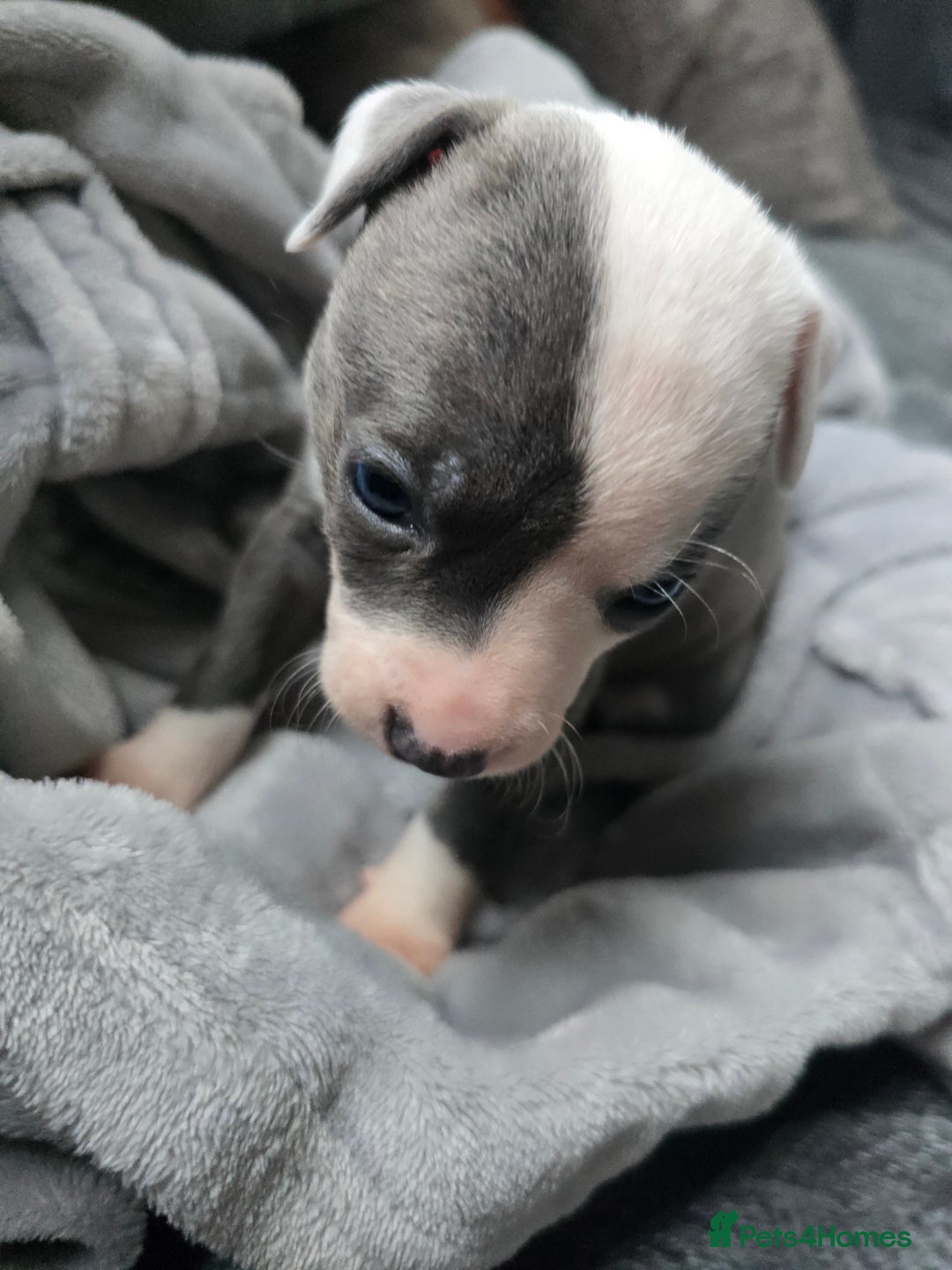 Staffordshire Bull Terrier dogs for sale: Staffordshire Bull Terrier  - Advert 4