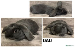 Dwarf Lop rabbits for sale: Baby Dwarf Lop Bunnies - Advert 9