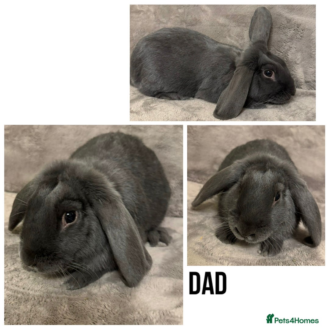 Dwarf Lop rabbits for sale: Baby Dwarf Lop Bunnies - Advert 9