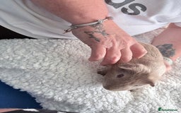 Guinea Pig rodents for sale: Two male Guinea pigs  - Image 4