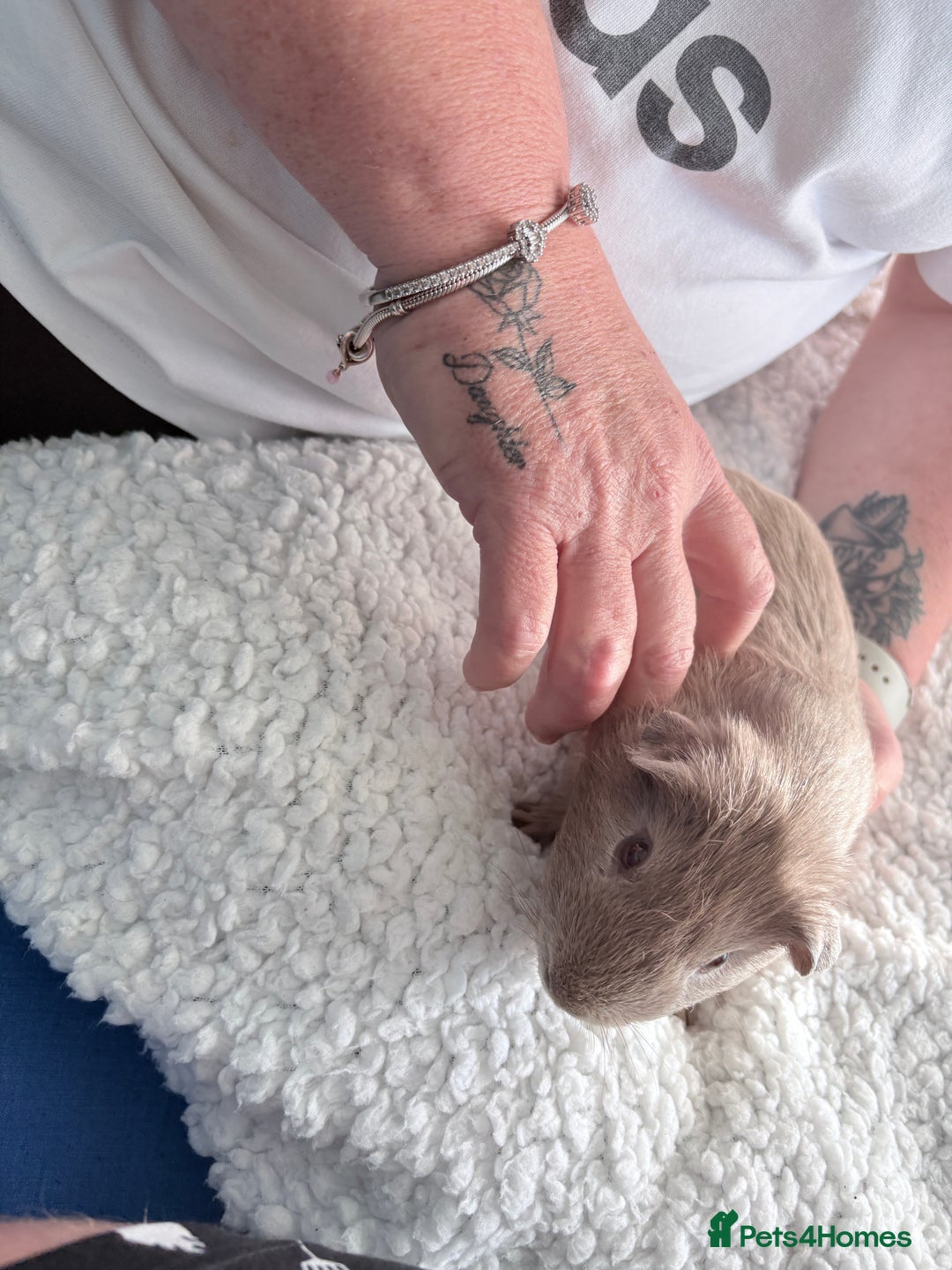 Guinea Pig rodents for sale: Two male Guinea pigs  - Image 4