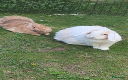 Angora rabbits for sale: Bonded Pair of Rabbits Looking for Forever Home - Image 5